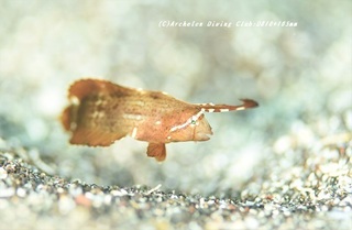 hoshitensu210824-ya.jpg