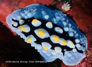 hurieri230902-ide.jpg