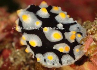 hurieri231129-y.jpg