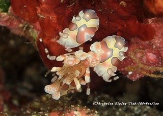hurisode201107.jpg