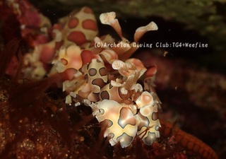 hurisode231106-y.jpg