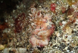 hurisode240826-kyo.jpg
