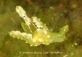 hurisodemidori240718-s.jpg