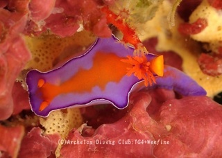 hutaironishiki240603-n.jpg