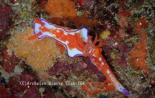 hutaironishiki240822-n.jpg