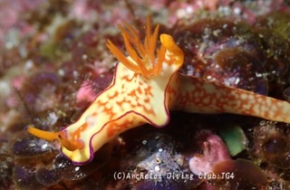 hutaironishiki240922-kyoidezo02.jpg