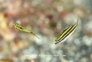 hutasuji230829-n.jpg