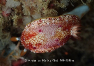 hyakume241209-y.jpg