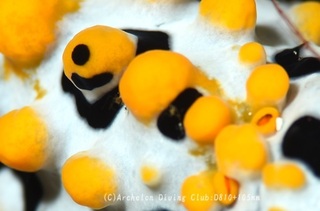 ibo240418-n.jpg