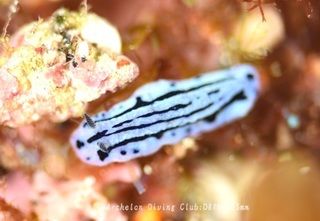 ibo240613-n.jpg