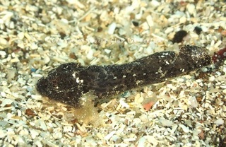 ibookoze231229-y01.jpg
