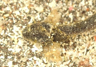 ibookoze240114-y.jpg
