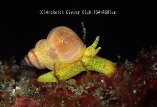 iboyagi241128-s.jpg
