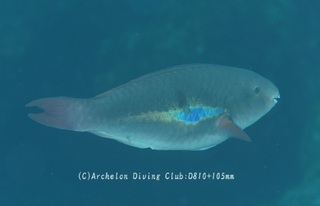 ichimonjibudai240412-n.jpg