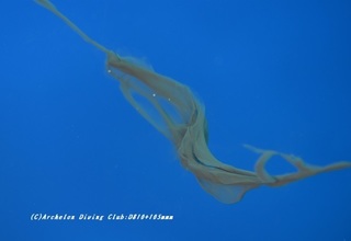 ikasumi210112-na.jpg