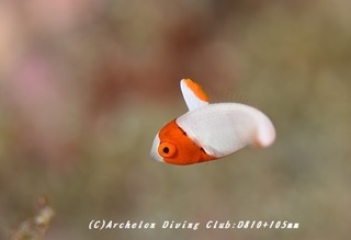 irobudai180822-01.jpg