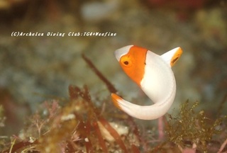irobudai230807-tare.jpg