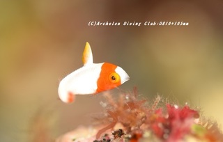 irobudai230830-n.jpg