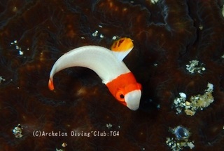 irobudai240727-tare.jpg