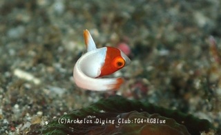 irobudai241223-y.jpg