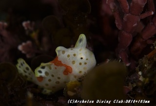 irokaeru190129-05.jpg