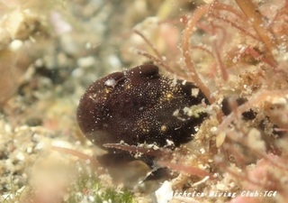 irokaeru190520-01.jpg