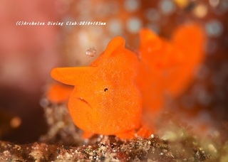 irokaeru201018-03.jpg