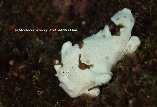 irokaeru201020-02.jpg