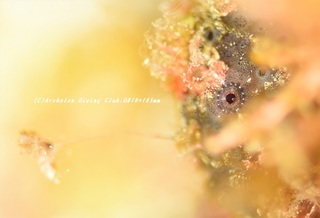 irokaeru201105.jpg