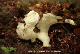 irokaeru201119.jpg