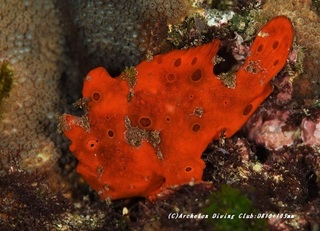 irokaeru210110-ya.jpg