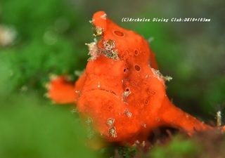 irokaeru210122-ya.jpg