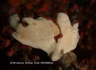 irokaeru230902-ide.jpg