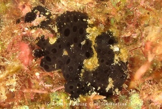 irokaeru231008-y.jpg