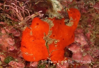 irokaeru231118-ss.jpg