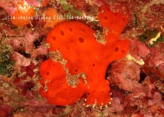 irokaeru231202-s.jpg