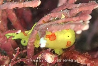 irokaeru231203-y.jpg