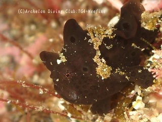 irokaeru231204-y02.jpg