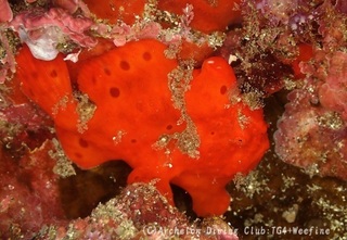irokaeru231207-s.jpg