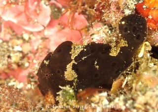 irokaeru231208-y.jpg