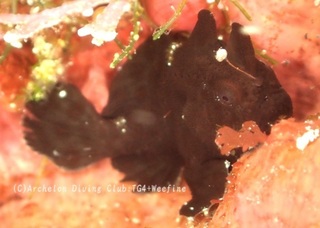 irokaeru24022-s.jpg