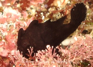 irokaeru240329-s.jpg