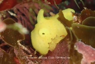 irokaeru240331-y.jpg