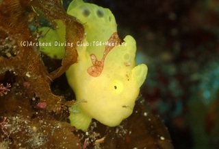 irokaeru240419-y.jpg
