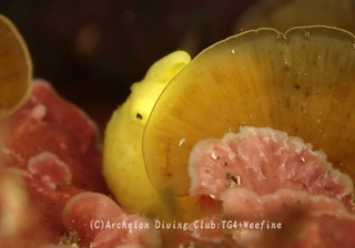 irokaeru240420-y.jpg