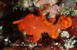 irokaeru240916-s.jpg