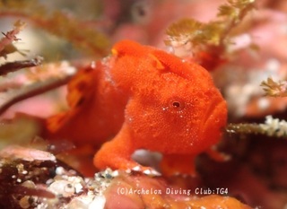 irokaeru240917-n.jpg