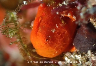 irokaeru250114-y.jpg