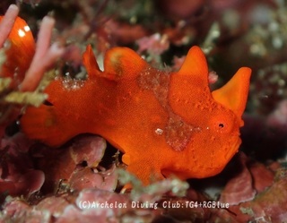 irokaeru250126-y.jpg