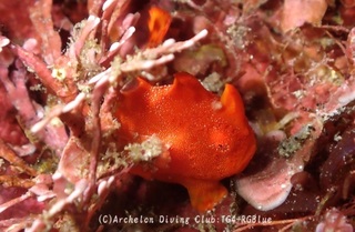 irokaeru250128-y.jpg